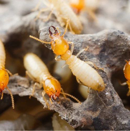 Pest Control Spraying